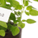 Garden Plant Labels - Oregano