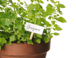 Garden Plant Labels - Oregano