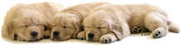 Golden Dreams Puppy Labels