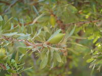Pure Argan Oil 100% Natural Labels