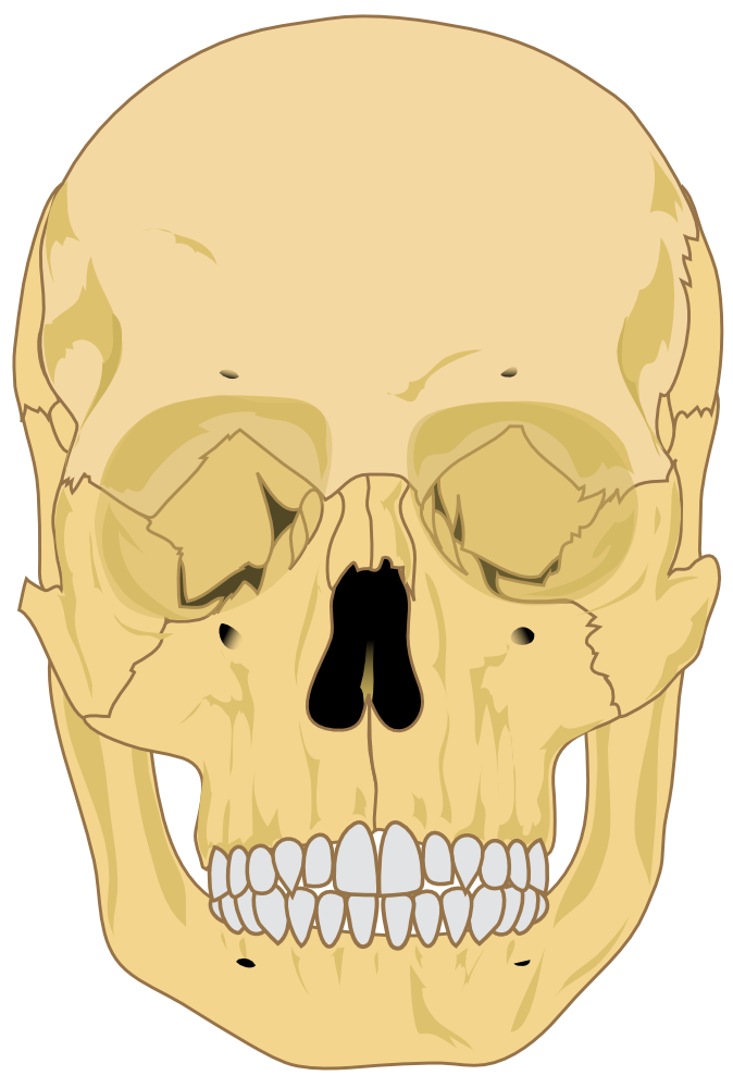 human skull clip art - photo #2