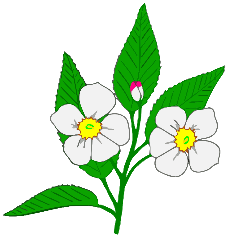 OnlineLabels Clip Art Apple Blossom