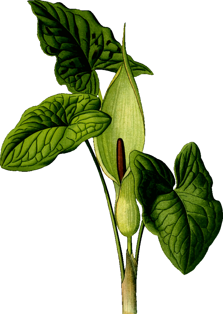 onlinelabels clip art arum maculatum drawing templates online