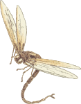 OnlineLabels Clip Art - Dragonfly