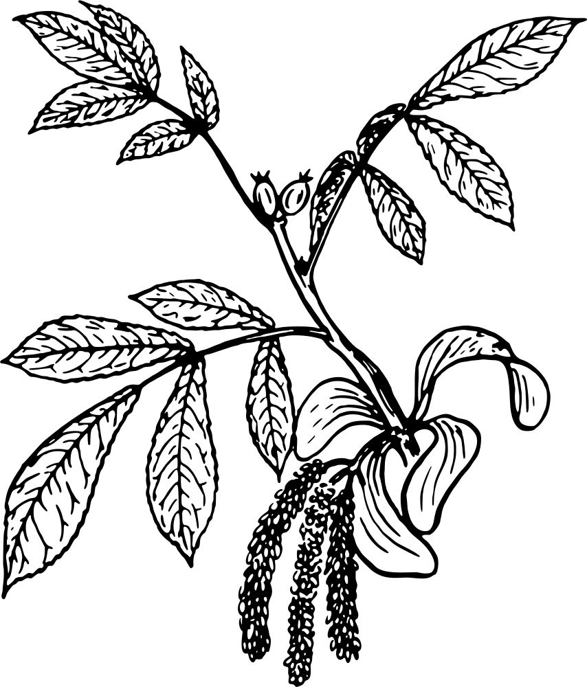 OnlineLabels Clip Art - Hickory