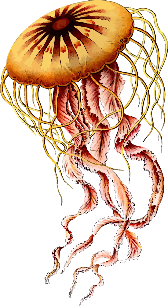 OnlineLabels Clip Art - Jellyfish