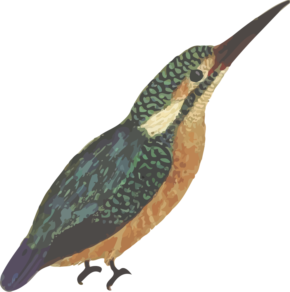 kingfisher clipart - photo #36