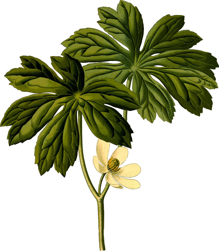 OnlineLabels Clip Art - Mayapple (Detailed)