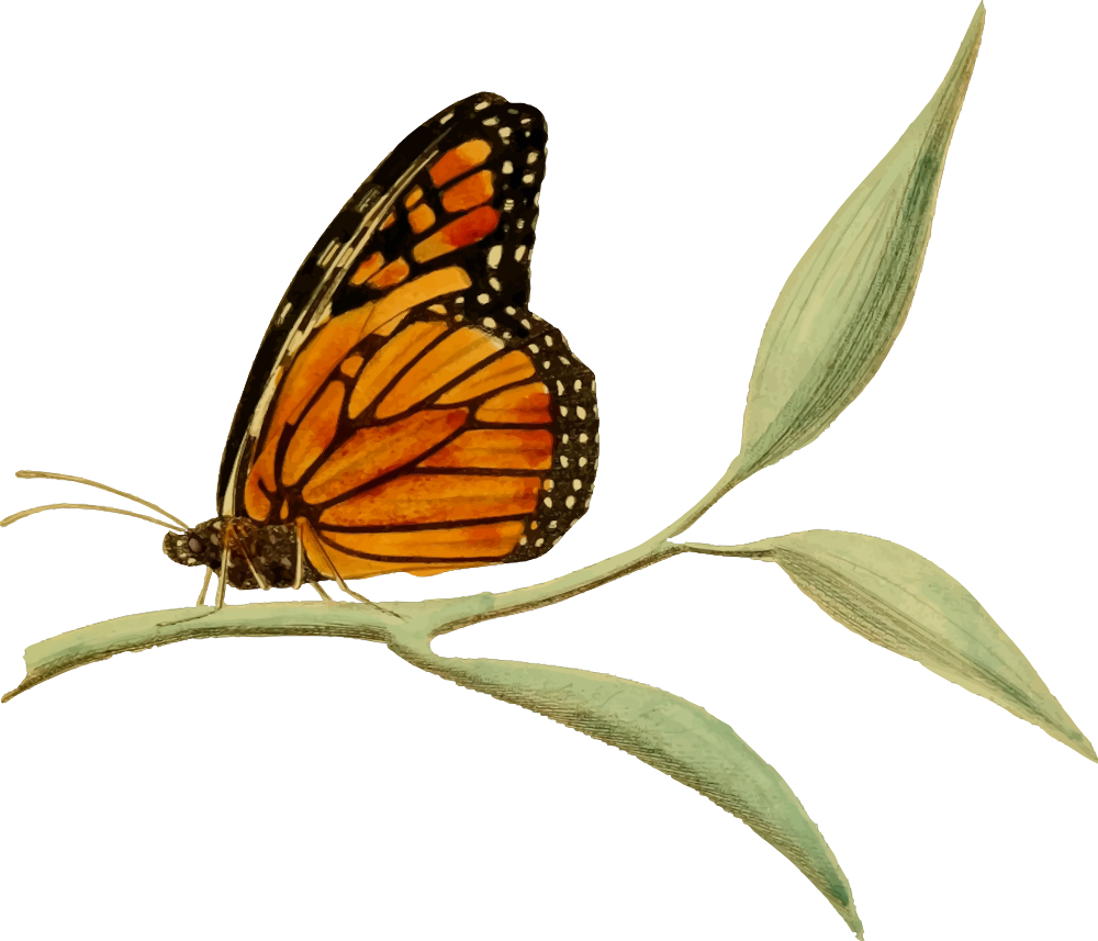 Download OnlineLabels Clip Art - Monarch Butterfly 2