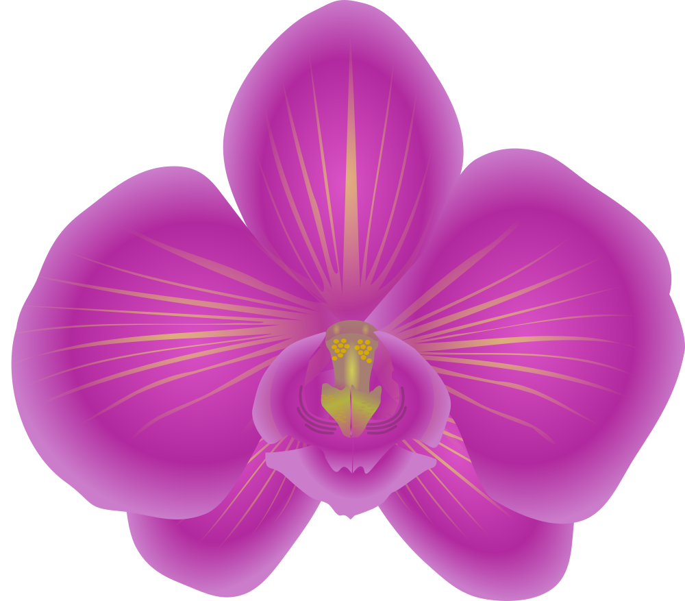 OnlineLabels Clip Art - Orchid