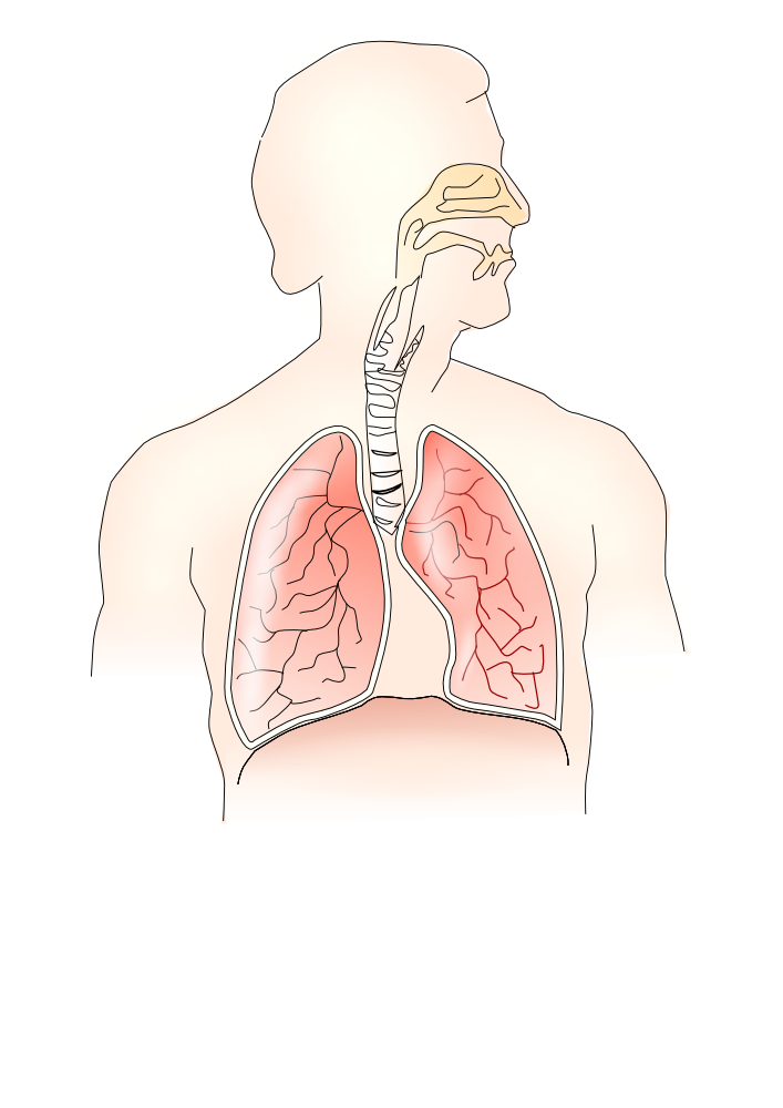 OnlineLabels Clip Art - Respiratory System 2
