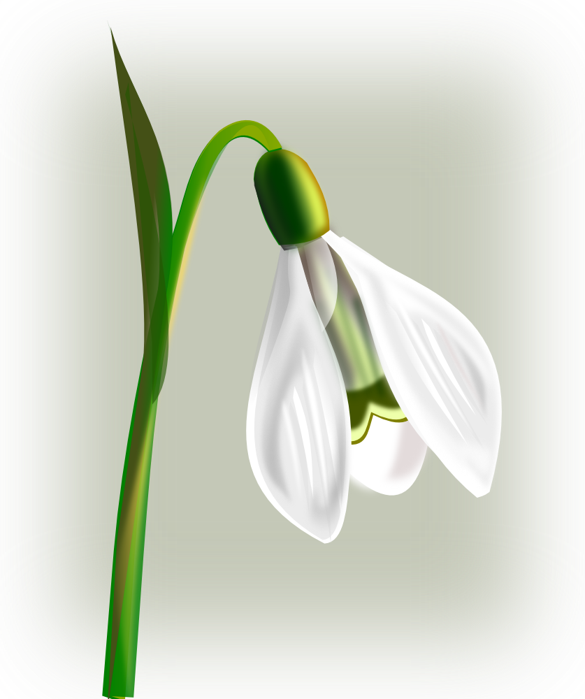 Free Free 232 Snowdrop Svg SVG PNG EPS DXF File