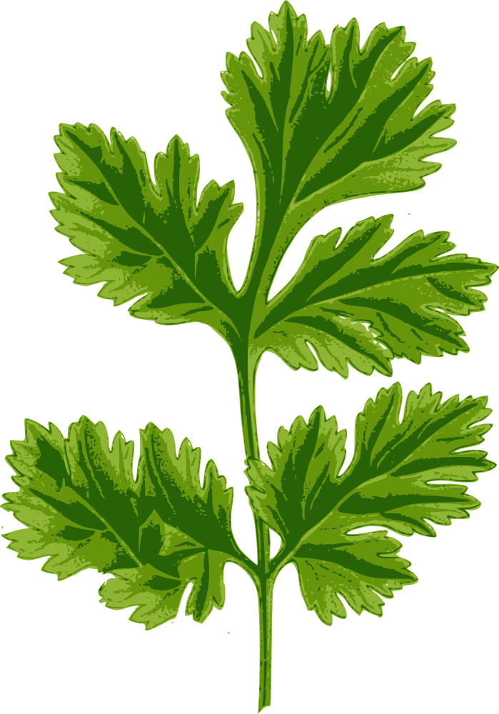 OnlineLabels Clip Art - Coriander Leaf