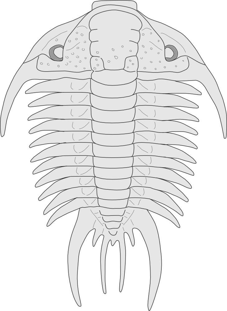 Download OnlineLabels Clip Art - Trilobite - Paraceraurus