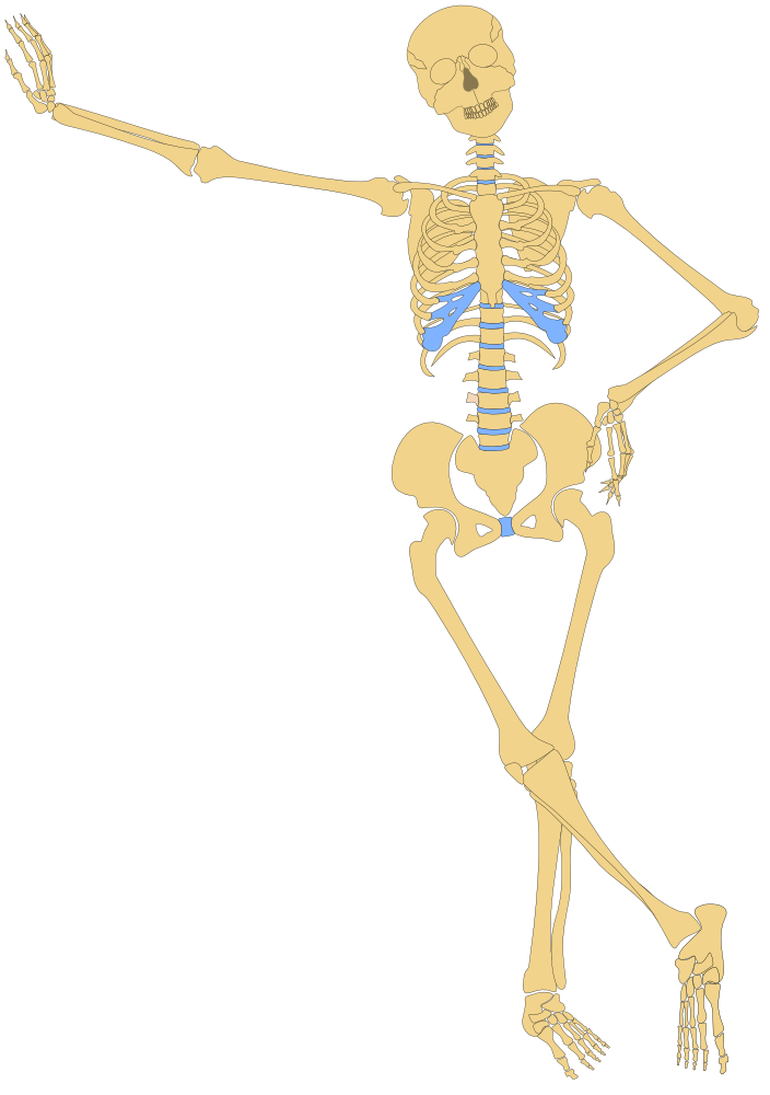 onlinelabels-clip-art-human-skeleton-outline