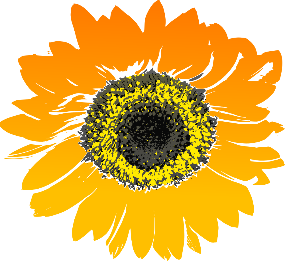 Free Free 66 Transparent Sunflower Svg Free SVG PNG EPS DXF File