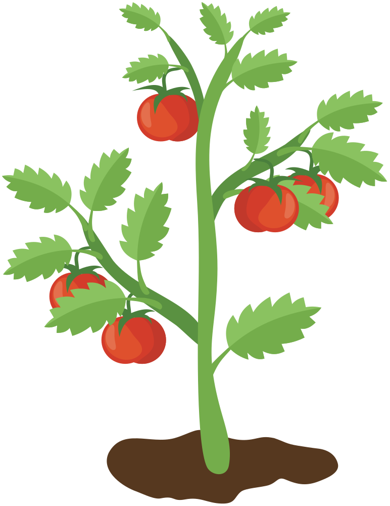 Tomato Plant Clip Art Transparent Background Tomato Png Clip Art ...