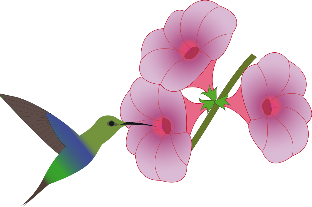 Download OnlineLabels Clip Art - Pretty Hummingbird