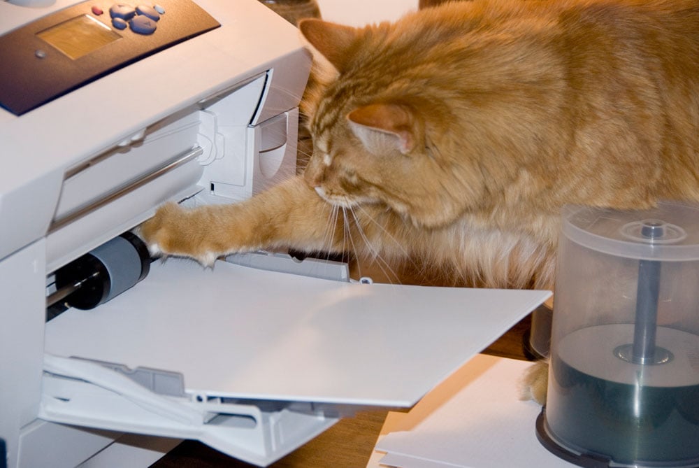 Cat sticking its paw into printer