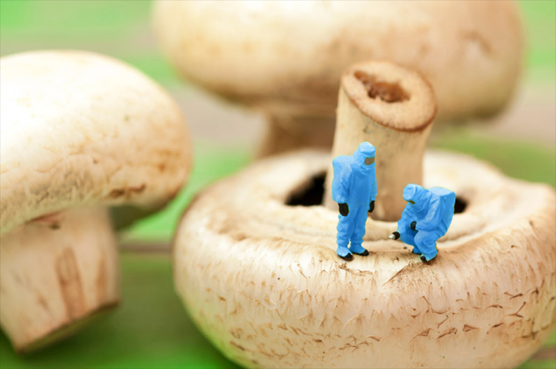 People in protective suits inspecting mushrooms — metaphor for scientists creating bioengineered food